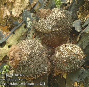  Lycoperdon echinatum